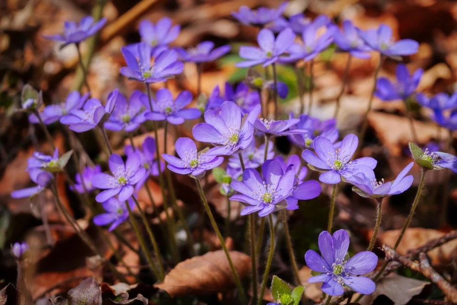 hepatica-6145944_1920.jpg?type=w1
