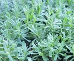 %EC%9B%B9_%EC%BA%A1%EC%B2%98_19-9-2022_133213_globaljik9.tistory.com.jpeg?type=w1