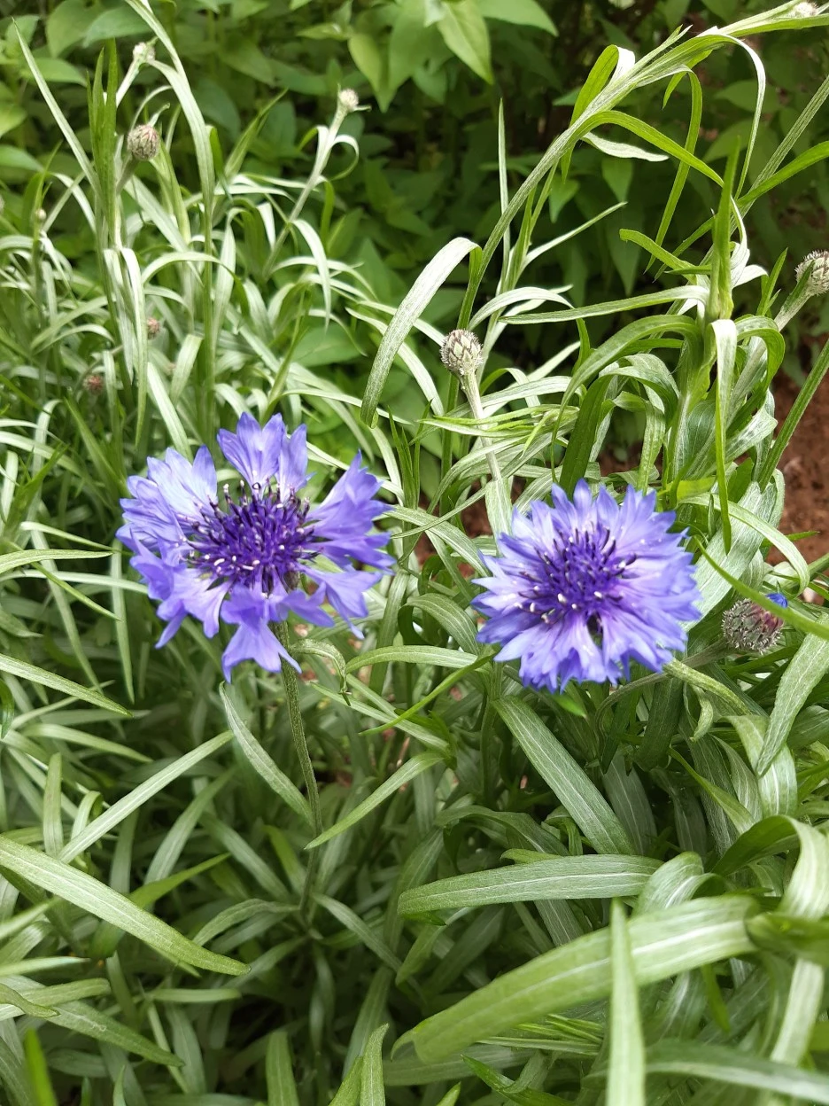 20210428_152255.jpg?type=w1