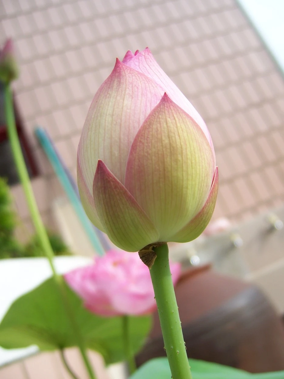 100_7055.jpg?type=w1