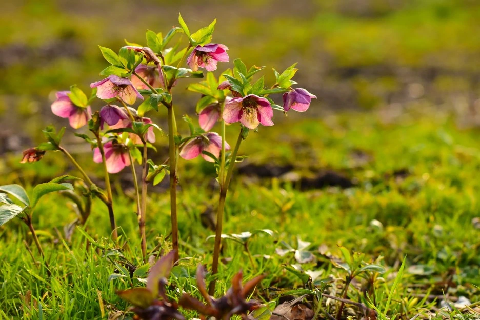 flower-7185507_1920.jpg?type=w1