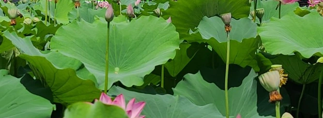 SE-47d18064-2051-4f58-a252-8f0943492be4.jpg?type=w1