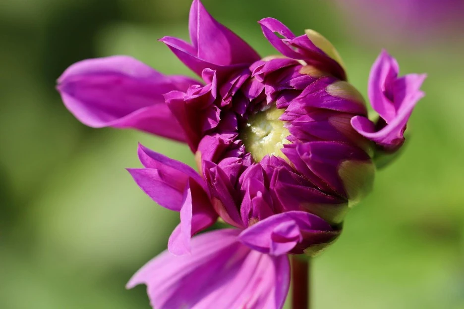 dahlia-5628948_1920.jpg?type=w1