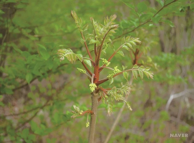 ib13_98_i4%EC%95%BD%EC%B4%88%EB%8F%84%EA%B0%90.jpg?type=w1