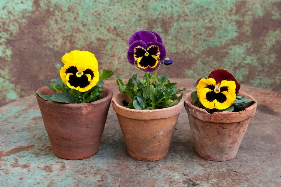 pansy-1169471_1920.jpg?type=w1