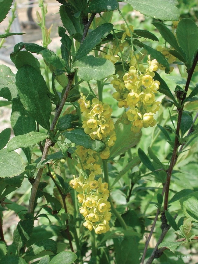 WLI39_2_650__%EA%B5%AD%EB%A6%BD%EC%88%98%EB%AA%A9%EC%9B%90_%EA%B5%AD%EA%B0%80%EC%83%9D%EB%AC%BC%EC%A2%85%EC%A7%80%EC%8B%9D%EC%A0%95%EB%B3%B4__%EC%8B%9D%EB%AC%BC.jpg?type=w1