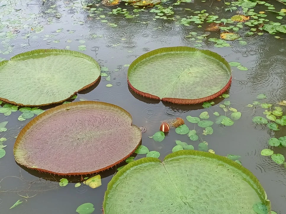 20240912_101322.jpg?type=w966