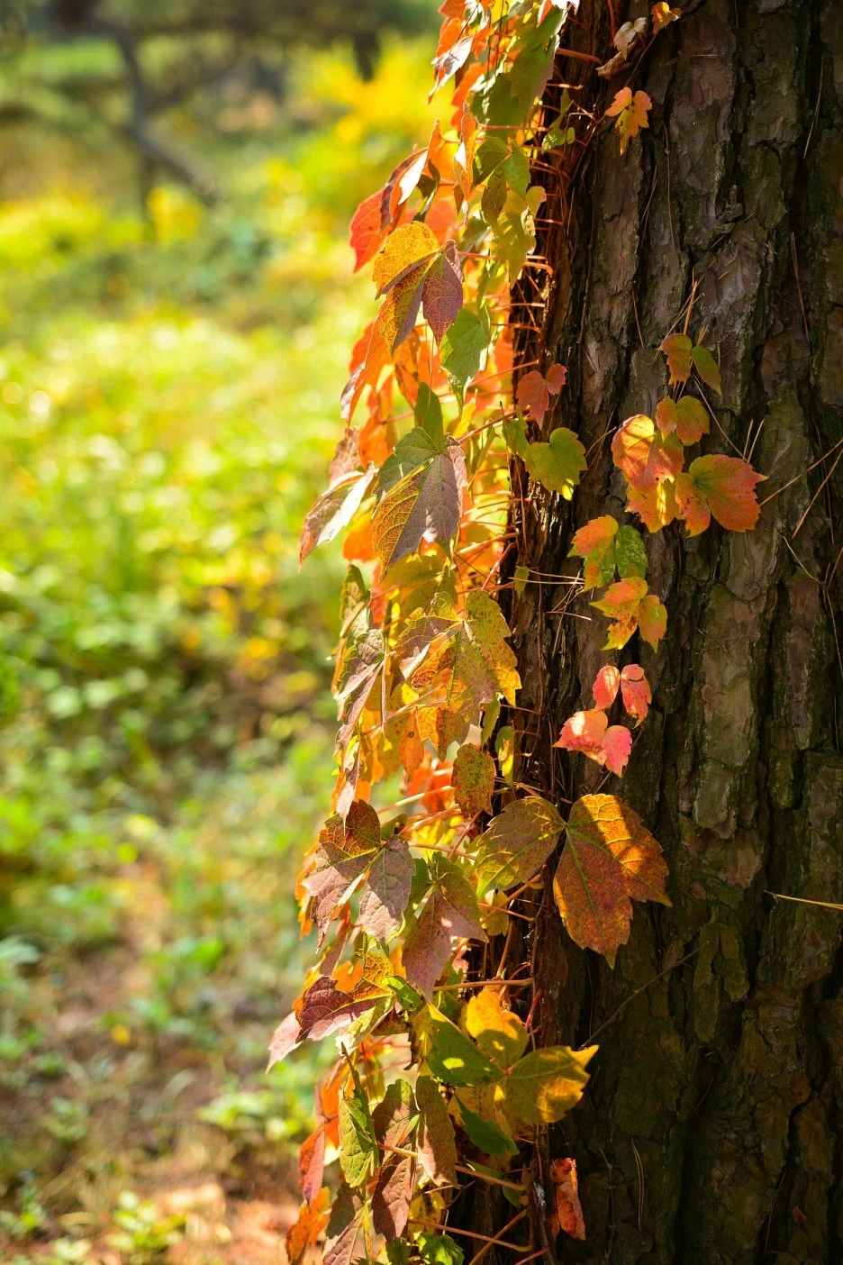 korea-2832637_1920.jpg?type=w1