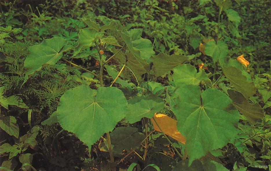 ib12_97_i1_%EB%AA%B8%EC%97%90_%EC%A2%8B%EC%9D%80_%EC%82%B0%EC%95%BC%EC%B4%88.jpg?type=w1