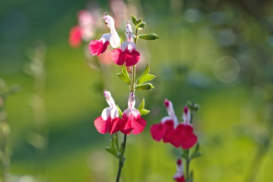 blossoms-5404022_1920.jpg?typew1