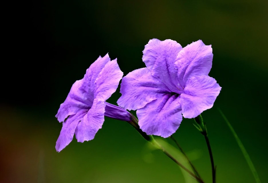 ruellia-6361907.jpg?type=w1