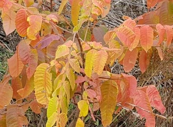 %EC%9B%B9_%EC%BA%A1%EC%B2%98_14-11-2022_132756_blog.naver.com.jpeg?type=w1