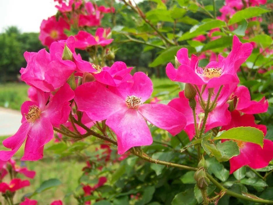 %EB%B6%89%EC%9D%80%EA%BD%832.jpg?type=w1