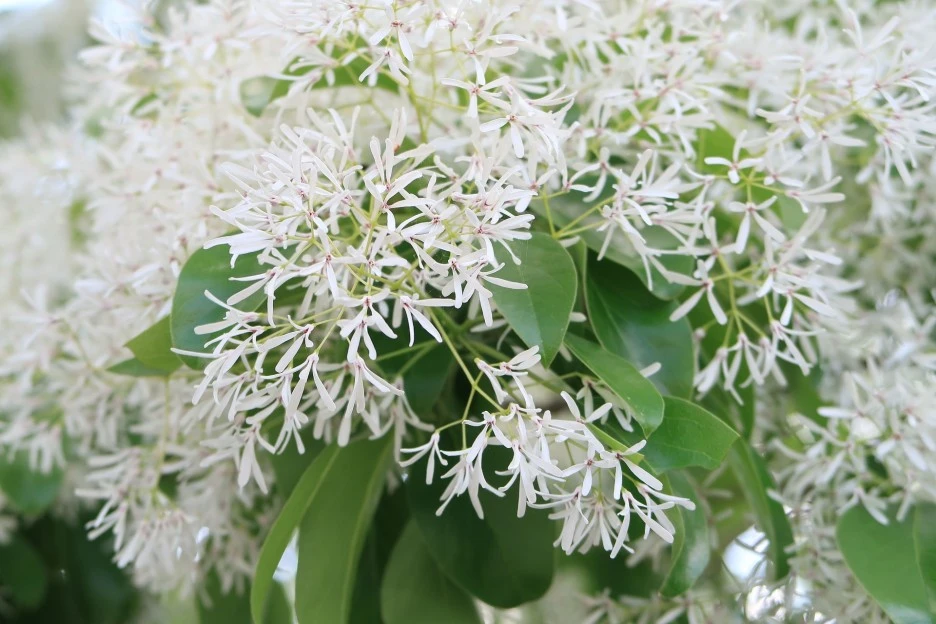 natural-3376255_1920.jpg?type=w1