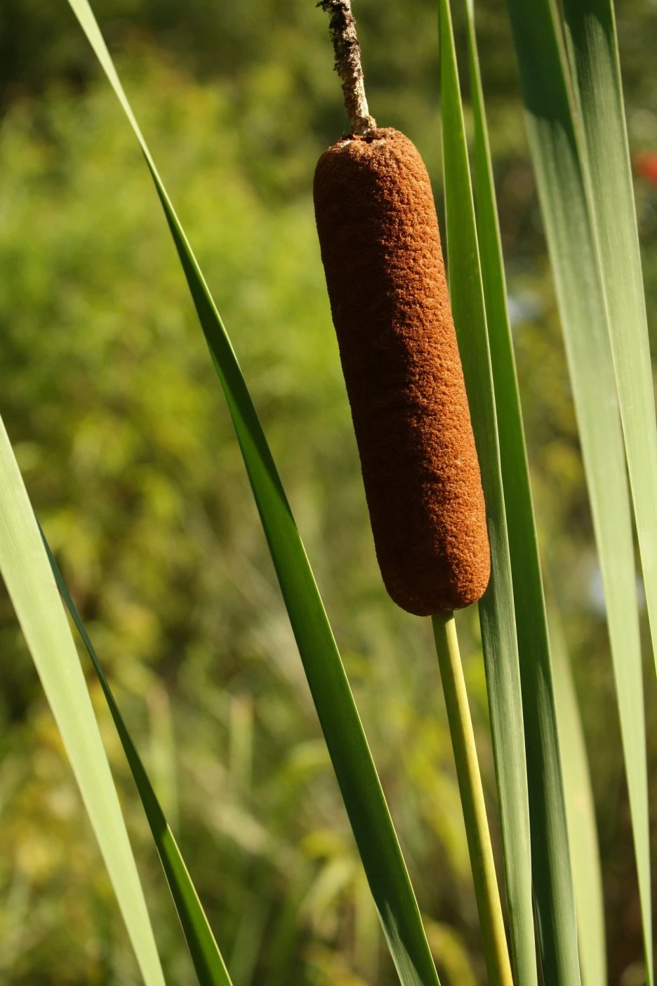 cattail-2909476_1920.jpg?type=w1