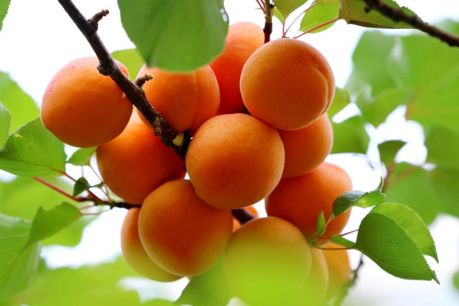 apricots-6396538_1920.jpg?type=w1