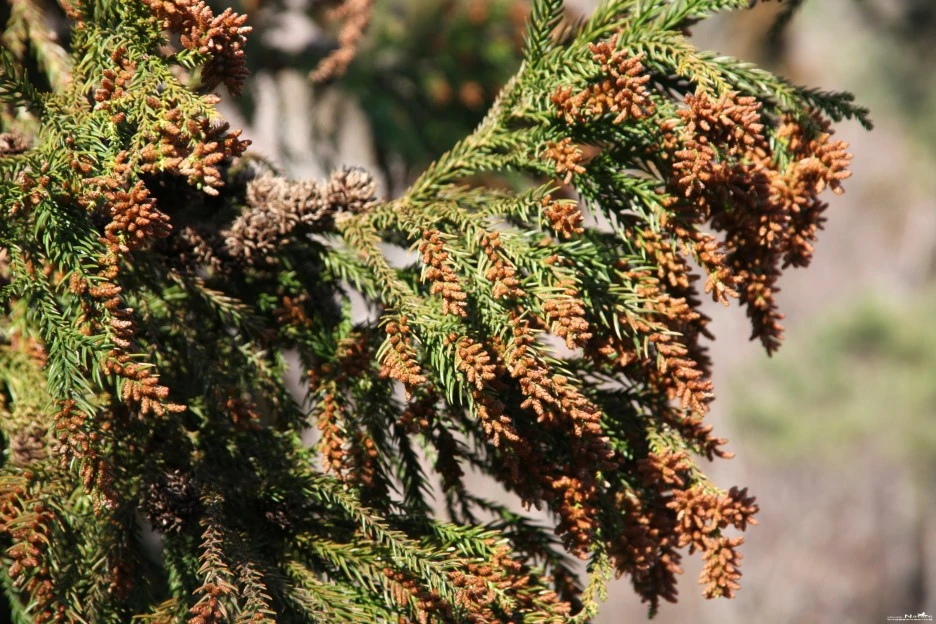 ib58_2294_i3_%EC%82%BC%EB%82%98%EB%AC%B4_%EA%B5%AD%EB%A6%BD%EC%A4%91%EC%95%99%EA%B3%BC%ED%95%99%EA%B4%80_-_%EC%8B%9D%EB%AC%BC%EC%A0%95%EB%B3%B4.jpg?type=w1