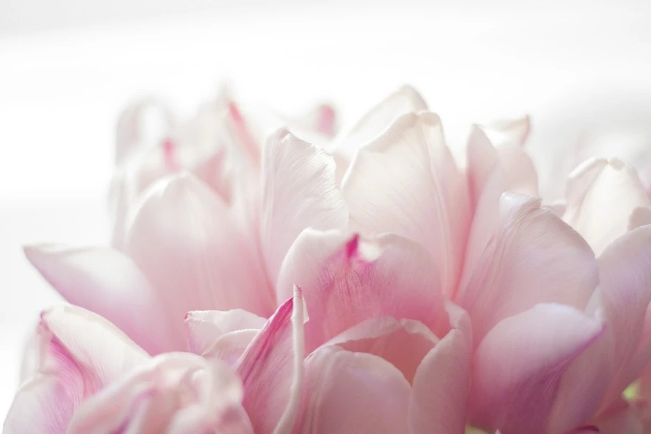 flower-7140630_1920.jpg?type=w1