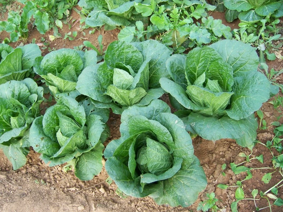 0_%EA%B0%80%EA%B0%80_%EB%B0%B0%EC%B6%944.jpg?type=w1