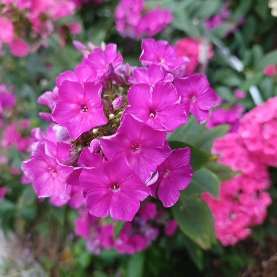 20220719%EF%BC%BF183338.jpg?type=w1