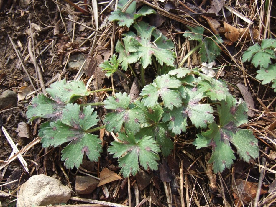 NML_269_1__%EC%82%B0%EB%82%98%EB%AC%BC_%EB%93%A4%EB%82%98%EB%AC%BC_%EB%8C%80%EB%B0%B1%EA%B3%BC.jpg?type=w1