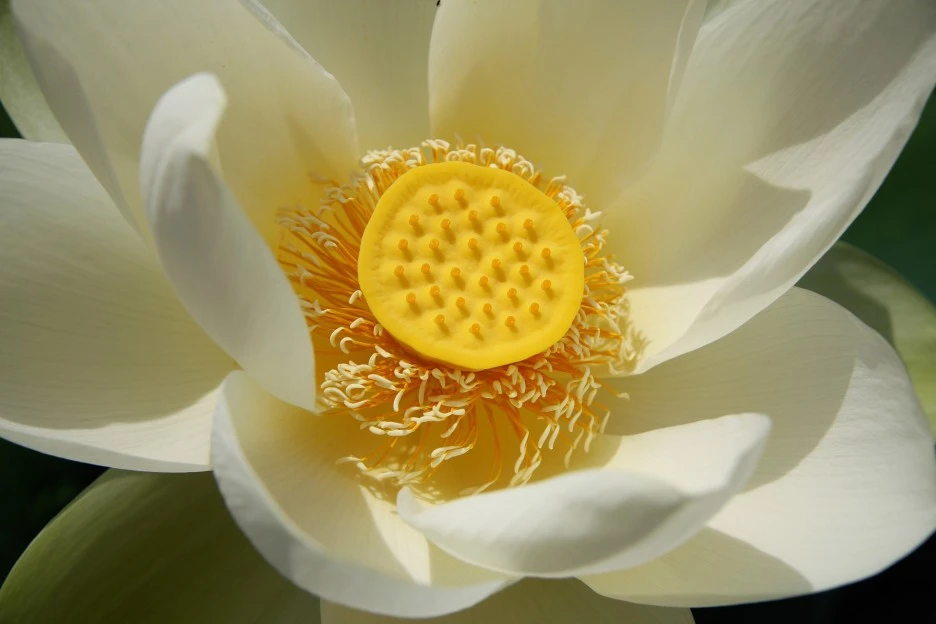 lotus-286261_1920.jpg?type=w1