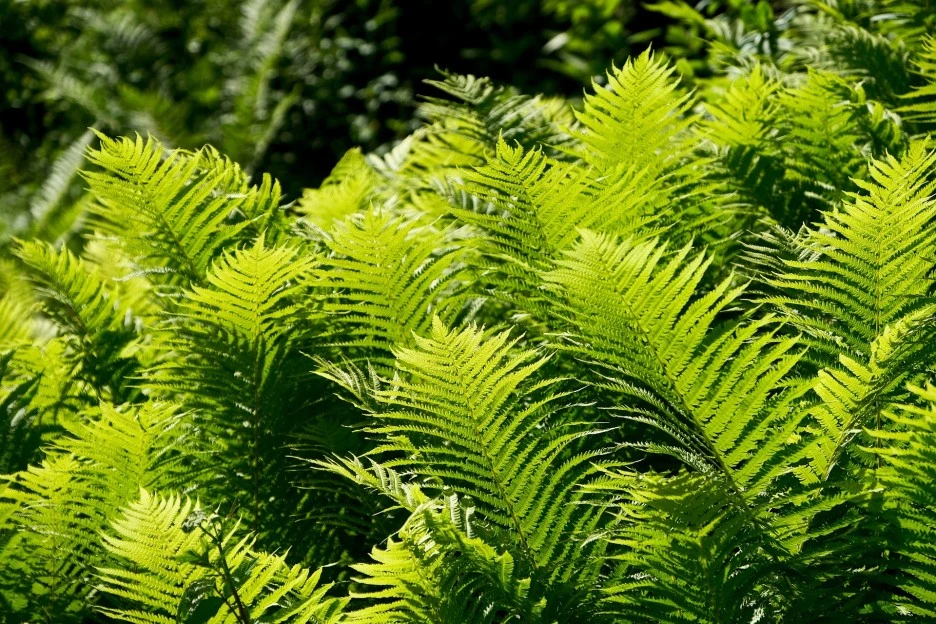 fern-5351548_1920.jpg?type=w1