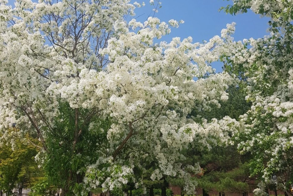 SE-fe672fd3-3d3d-44b8-bef6-51b8237fad0e.jpg?type=w1