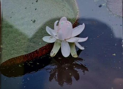 SE-8e46705e-1a84-49e5-a284-7c93f949b213.jpg?type=w466