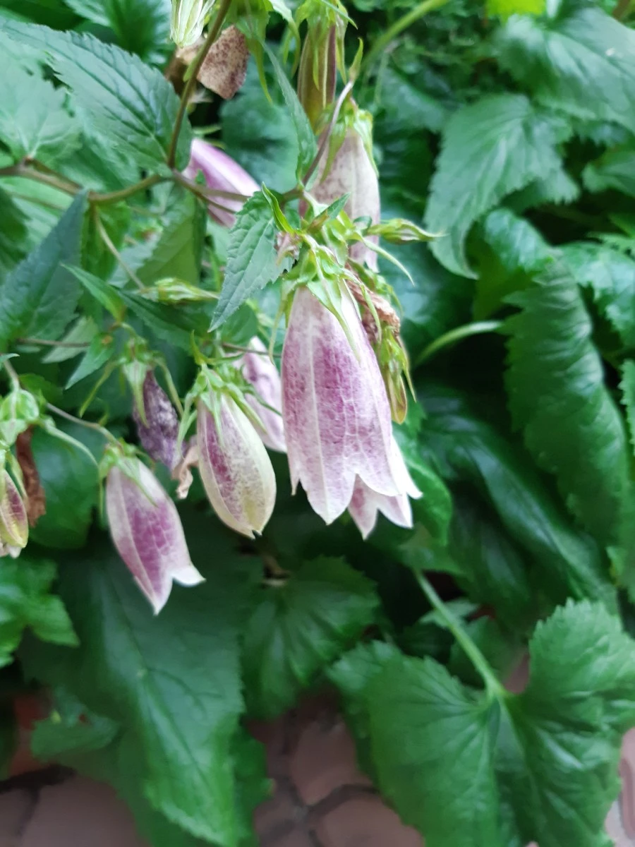 20210602%EF%BC%BF185506.jpg?type=w1