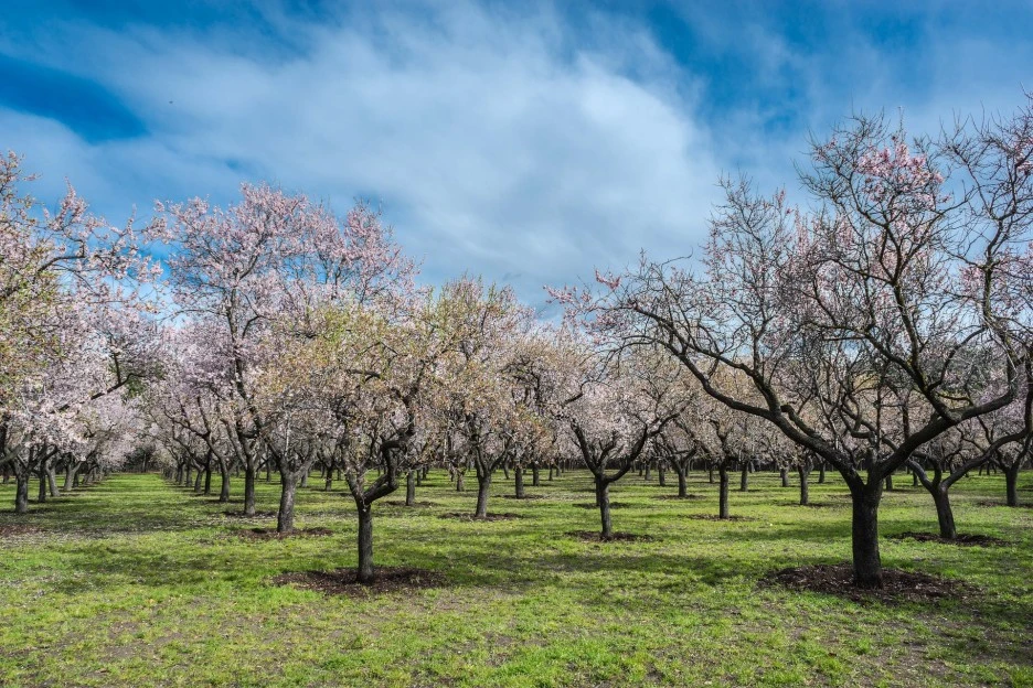almond-tree-1226317_1920.jpg?type=w1