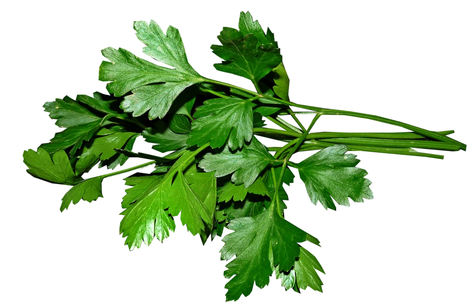 parsley-3622868_1920.png?type=w1