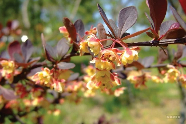 WLI39_1_650__%EA%B5%AD%EB%A6%BD%EC%88%98%EB%AA%A9%EC%9B%90_%EA%B5%AD%EA%B0%80%EC%83%9D%EB%AC%BC%EC%A2%85%EC%A7%80%EC%8B%9D%EC%A0%95%EB%B3%B4__%EC%8B%9D%EB%AC%BC.jpg?type=w1