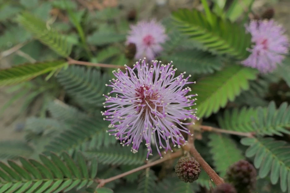 shameplant-7088730_1920.jpg?type=w1