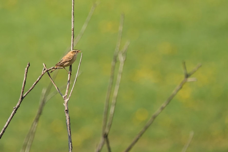 sedge-warbler-4210839_1920.jpg?type=w1