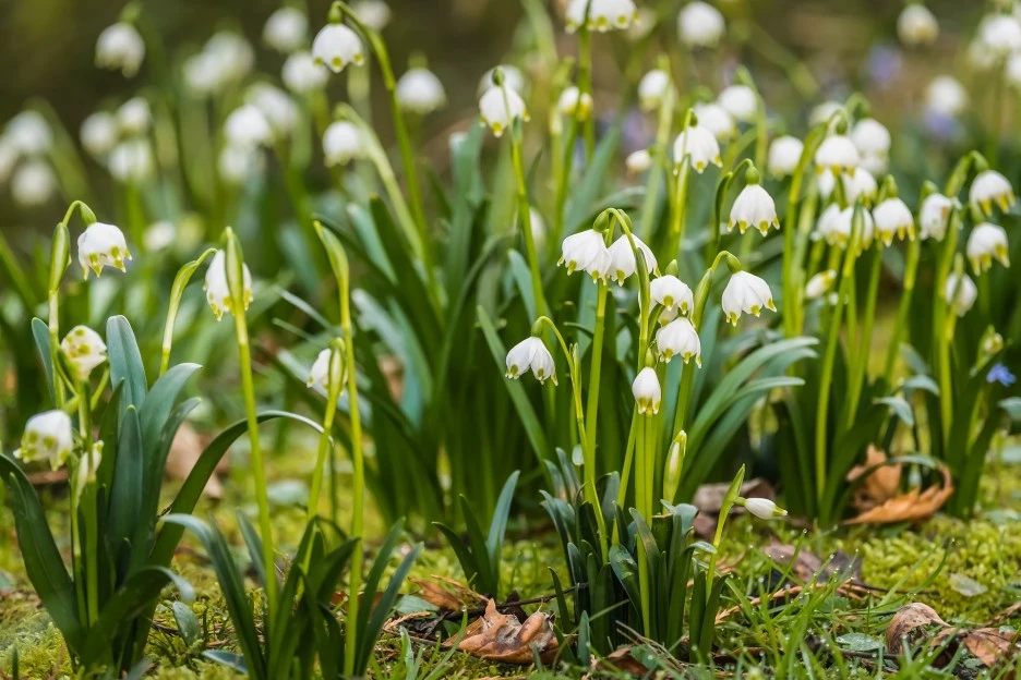 marzenbecher-4852255_1920.jpg?typew1