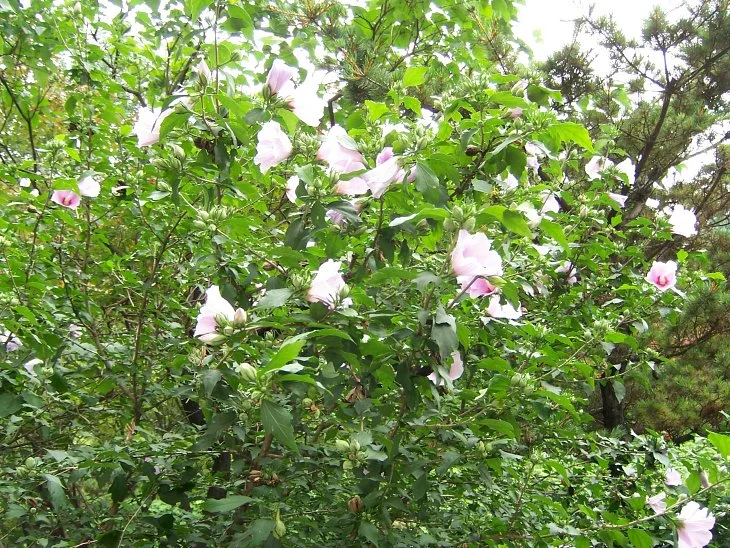 result_2006_7_2_13_52_59_640_29-lysook7.jpg?type=w1