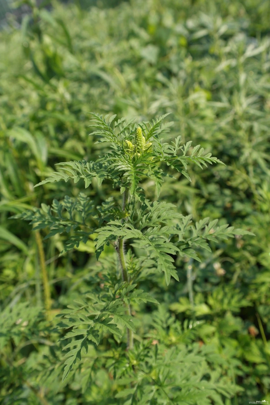 ib58_1280_i4_%EA%B5%AD%EB%A6%BD%EC%88%98%EB%AA%A9%EC%9B%90_%EA%B5%AD%EA%B0%80%EC%83%9D%EB%AC%BC%EC%A2%85%EC%A7%80%EC%8B%9D%EC%A0%95%EB%B3%B4_-_%EC%8B%9D%EB%AC%BC.jpg?type=w1