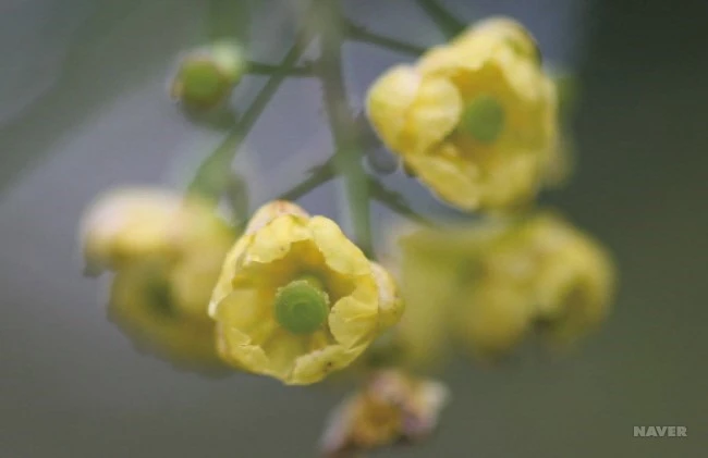 WF77_3_650_%ED%95%9C%EA%B5%AD%EC%95%BC%EC%83%9D%ED%99%94%EB%8F%84%EA%B0%90_-%EB%B4%84.jpg?type=w1