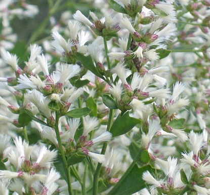 SE-5ed14ee4-5cab-4409-997c-40d477d1b186.jpg?typew1