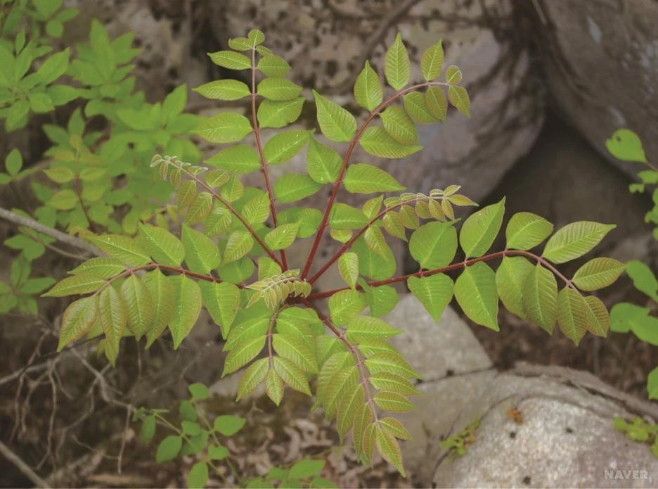 ib13_98_i6%EC%95%BD%EC%B4%88%EB%8F%84%EA%B0%90.jpg?typew1