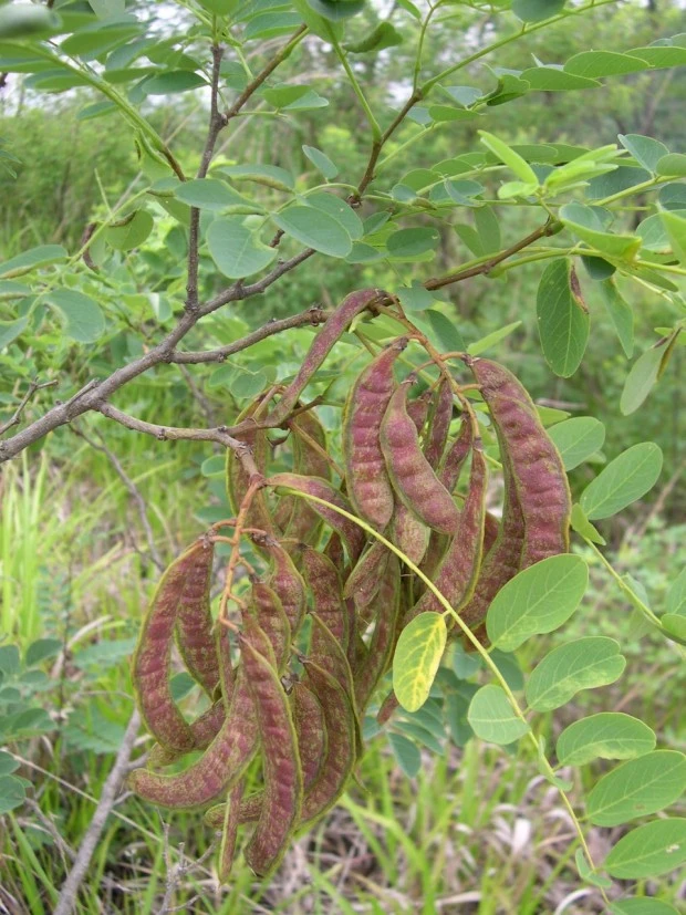 %EC%95%84%EC%B9%B4%EC%8B%9C%EC%95%84_%EC%94%A8%EC%95%97.jpg?typew1