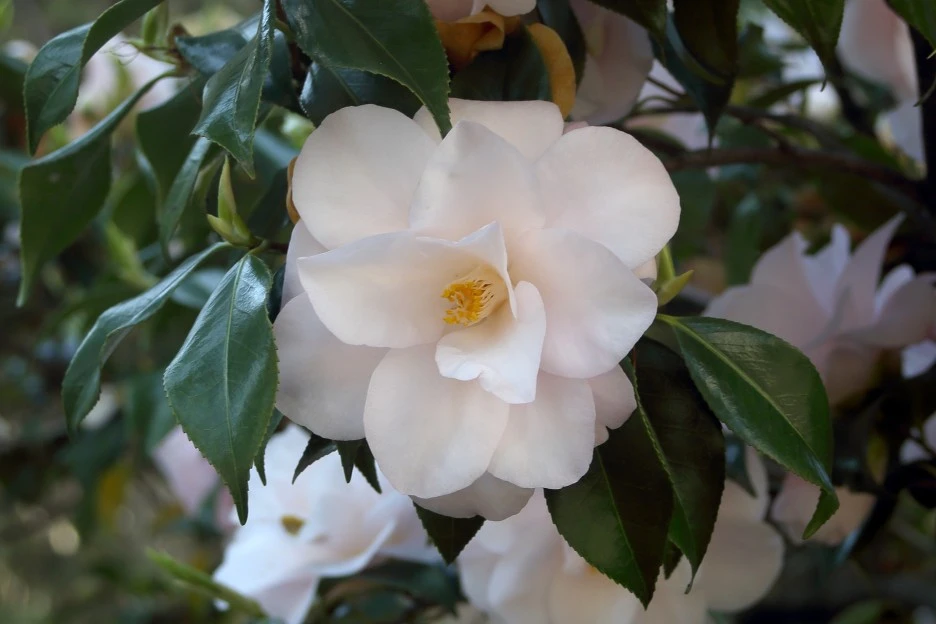 camellia-3570859_1920_(1).jpg?type=w1