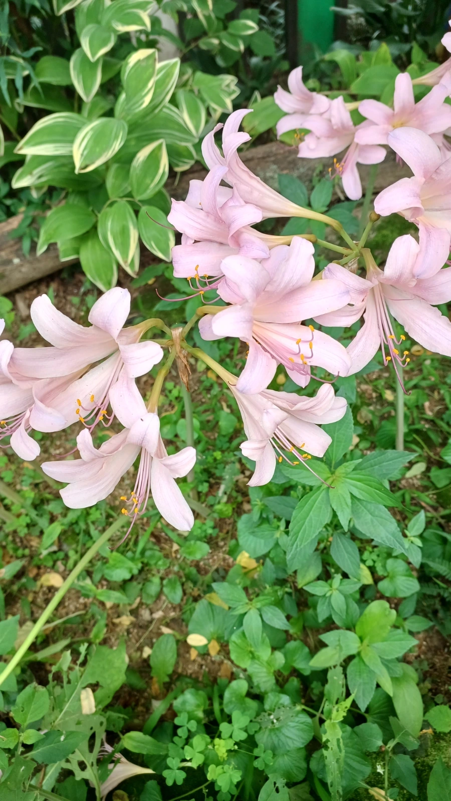 20220818%EF%BC%BF152947.jpg?type=w1