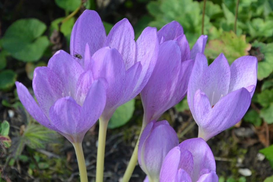 flower-3808449_1920.jpg?type=w1