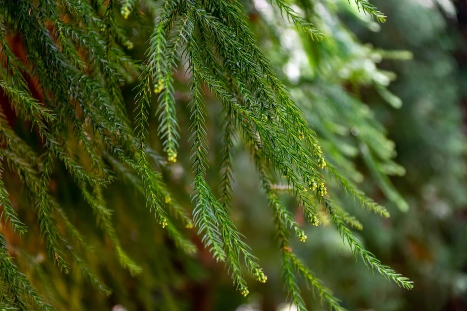 branch-7420947_1920.jpg?type=w1