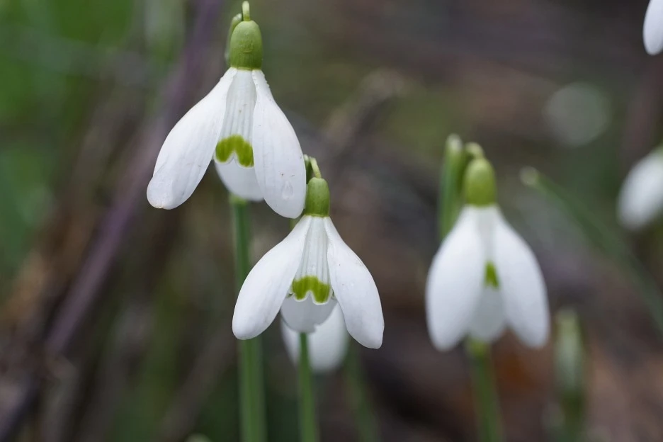 february-5995176_1920.jpg?type=w1