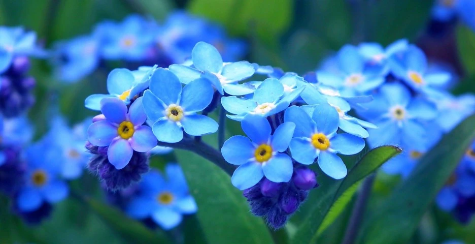 forget-me-nots-4621181_1920.jpg?type=w1