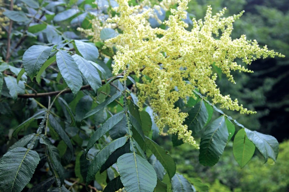 ib69_365_i1_%EA%B5%AD%EB%A6%BD%EA%B3%B5%EC%9B%90%EA%B3%B5%EB%8B%A8_%EC%83%9D%EB%AC%BC%EC%A2%85%EC%A0%95%EB%B3%B4.jpg?type=w1