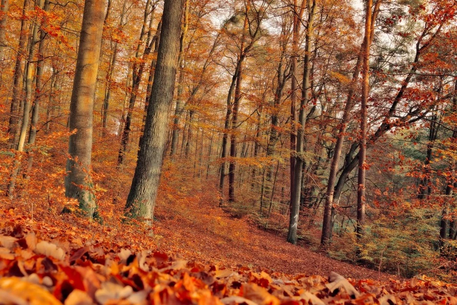 fall-7561613_1920.jpg?type=w1